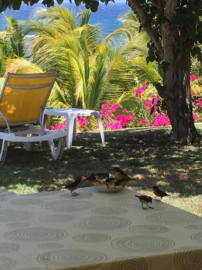 Villa Guadeloupe Saint Francois Acces Mer Piscine Iguana Bay - Villa Zagadi エクステリア 写真